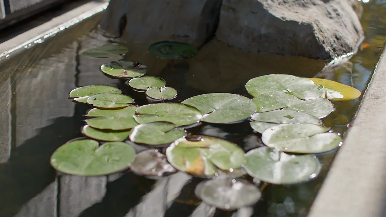 Frame Hotel — lily pads on the koi pond